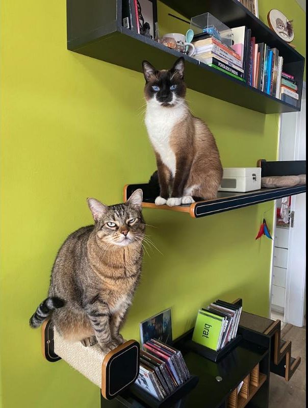 Turing on a wall shelf above Nokia, a tabby cat, on a lime green wall
