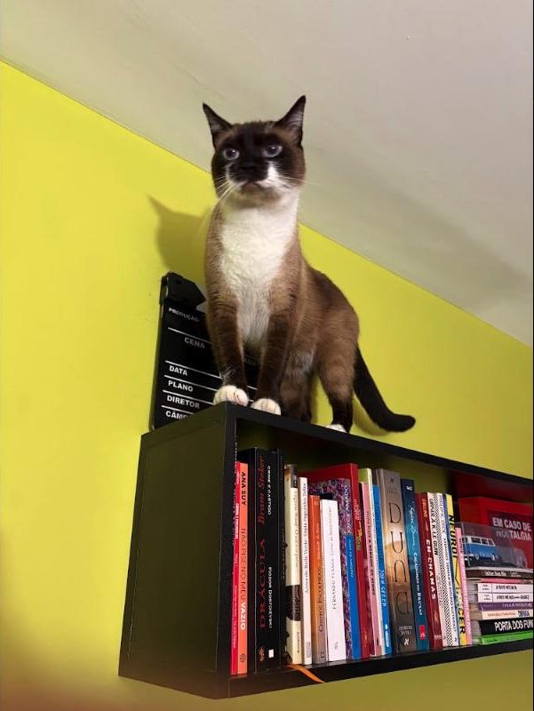 Turing standing on top of a bookshelf against a lime green wall, next to a film clapperboard